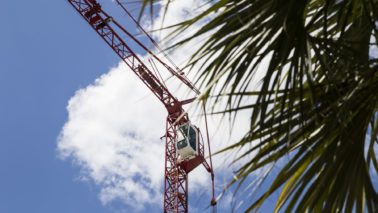 Palm tree and crane