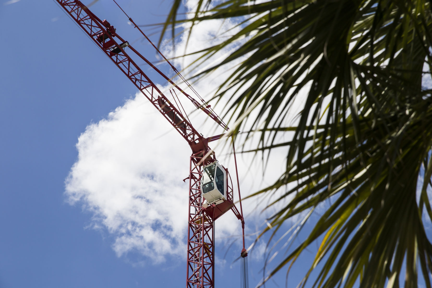 Palm tree and crane - FZ Charleston Office
