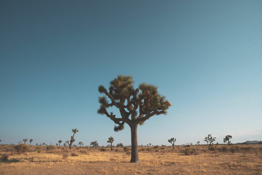 resilient Joshua Tree, representing a digital transformation strategy that endures