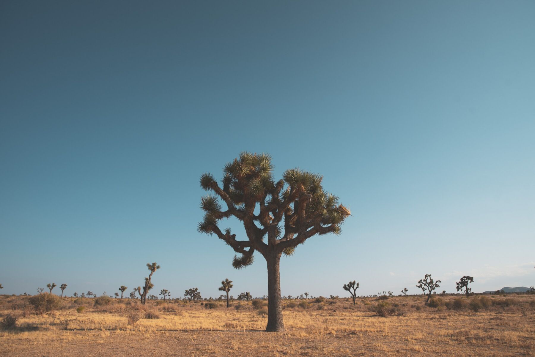 resilient Joshua Tree, representing a digital transformation strategy that endures